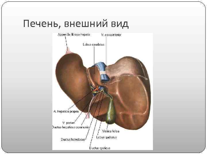 Печень, внешний вид 