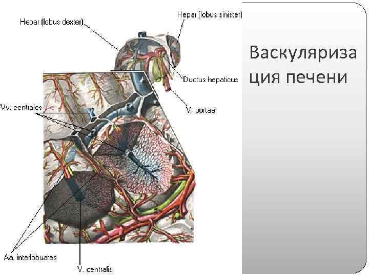 Васкуляриза ция печени 