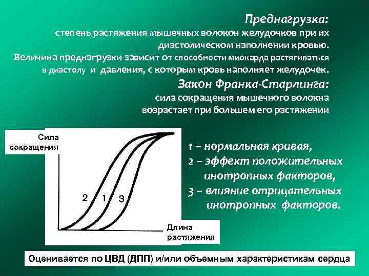 Преднагрузка: степень растяжения мышечных волокон желудочков при их диастолическом наполнении кровью. Величина преднагрузки зависит