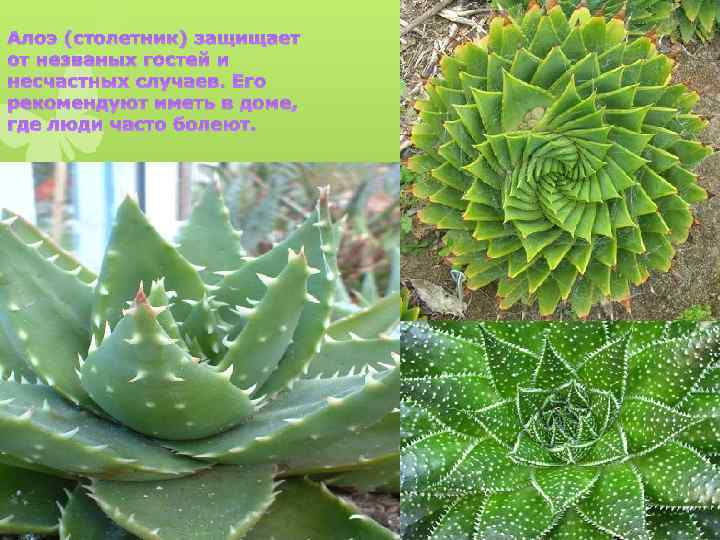 Алоэ (столетник) защищает от незваных гостей и несчастных случаев. Его рекомендуют иметь в доме,