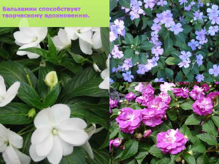 Бальзамин способствует творческому вдохновению. 