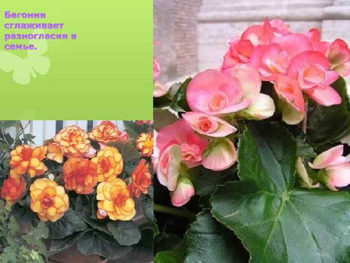 Бегония сглаживает разногласия в семье. 