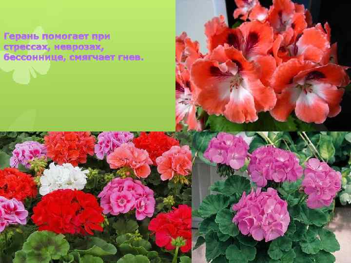 Герань помогает при стрессах, неврозах, бессоннице, смягчает гнев. 