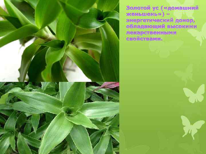 Золотой ус ( «домашний женьшень» ) – энергетический донор, обладающий высокими лекарственными свойствами. 