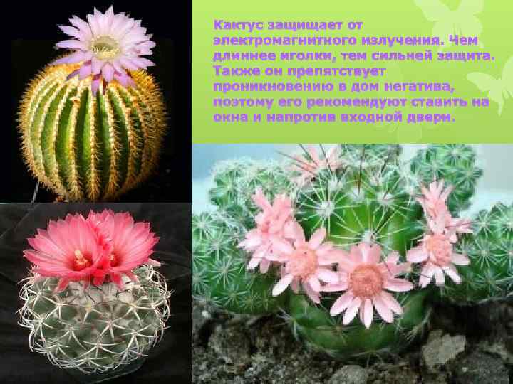Кактус защищает от электромагнитного излучения. Чем длиннее иголки, тем сильней защита. Также он препятствует