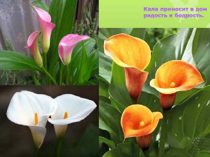 Кала приносит в дом радость и бодрость. 