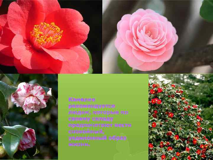 Камелия рекомендуется людям, которые по своему складу предпочитают вести спокойный, уединенный образ жизни. 