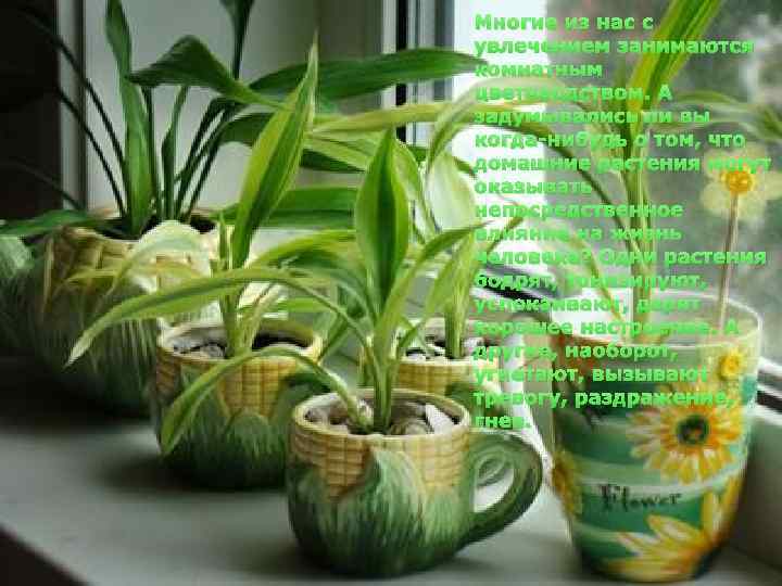 Многие из нас с увлечением занимаются комнатным цветоводством. А задумывались ли вы когда-нибудь о
