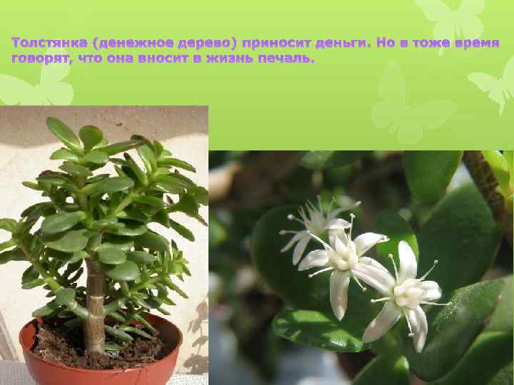 Толстянка (денежное дерево) приносит деньги. Но в тоже время говорят, что она вносит в