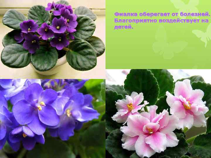 Фиалка оберегает от болезней. Благоприятно воздействует на детей. 