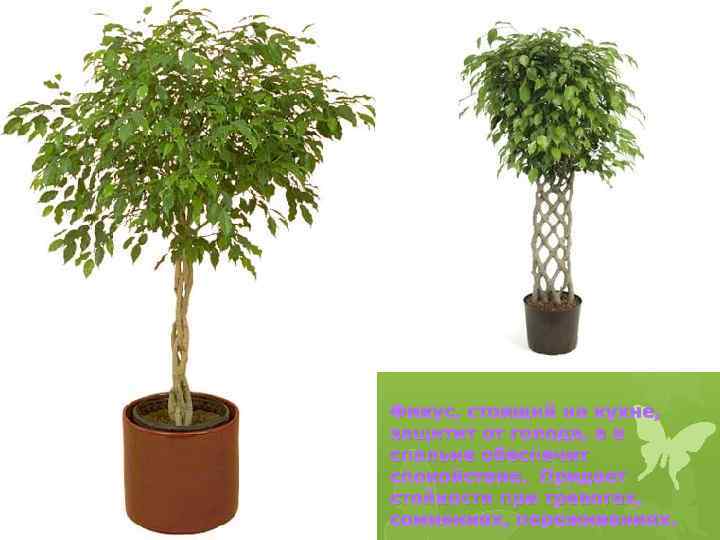 Фикус, стоящий на кухне, защитит от голода, а в спальне обеспечит спокойствие. Придает стойкости