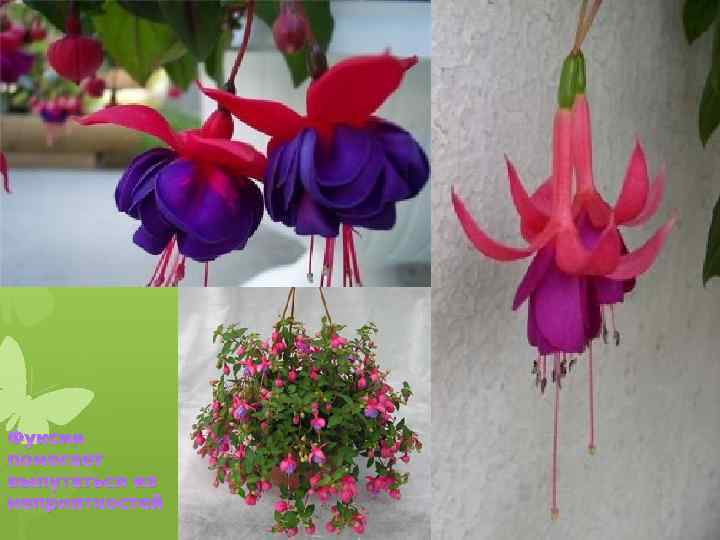 Фуксия помогает выпутаться из неприятностей 