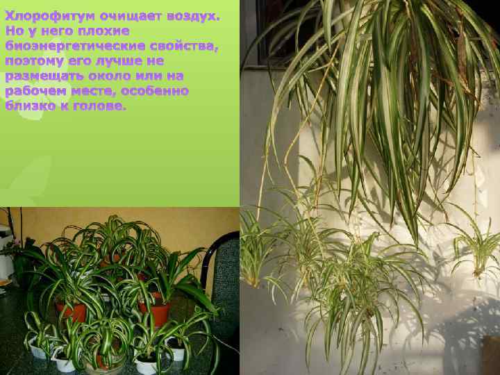 Хлорофитум очищает воздух. Но у него плохие биоэнергетические свойства, поэтому его лучше не размещать