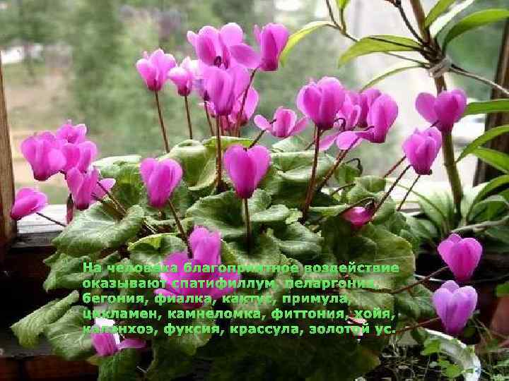 На человека благоприятное воздействие оказывают спатифиллум, пеларгония, бегония, фиалка, кактус, примула, цикламен, камнеломка, фиттония,