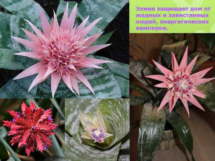 Эхмея защищает дом от жадных и завистливых людей, энергетических вампиров. 