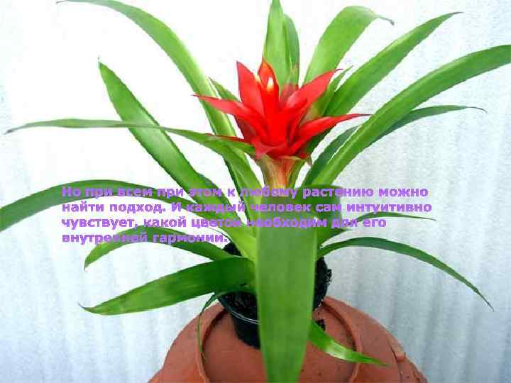 Но при всем при этом к любому растению можно найти подход. И каждый человек