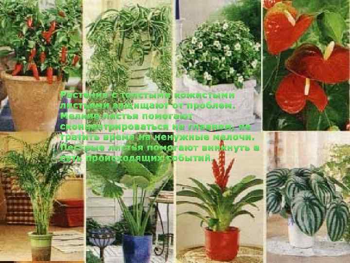 Растения с толстыми кожистыми листьями защищают от проблем. Мелкие листья помогают сконцентрироваться на главном,