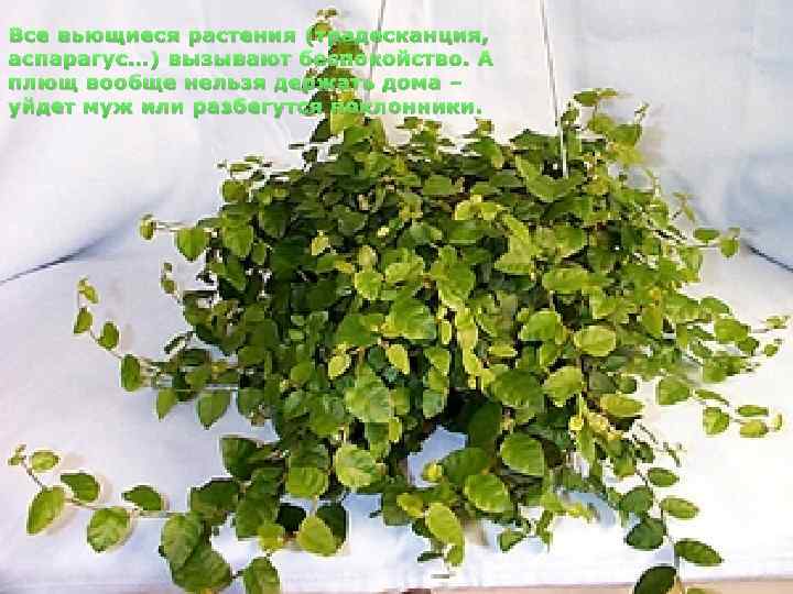 Все вьющиеся растения (традесканция, аспарагус…) вызывают беспокойство. А плющ вообще нельзя держать дома –