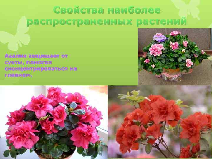 Свойства наиболее распространенных растений Азалия защищает от суеты, помогая сконцентрироваться на главном. 