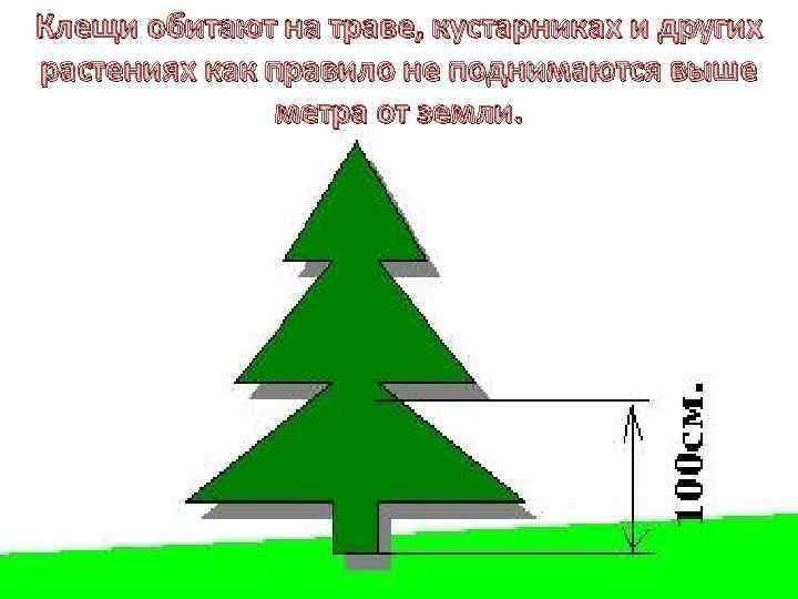 Клещи обитают на траве, кустарниках и других растениях как правило не поднимаются выше метра