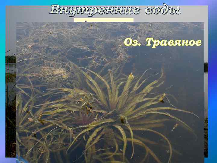 Внутренние воды болота Оз. Травяное Занимают более 2500 км². Заболоченность составляет 2, 8% 