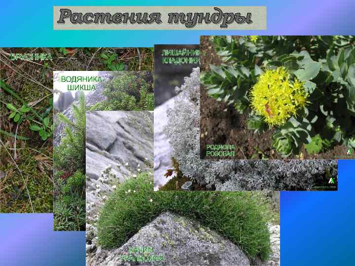 Растения тундры 