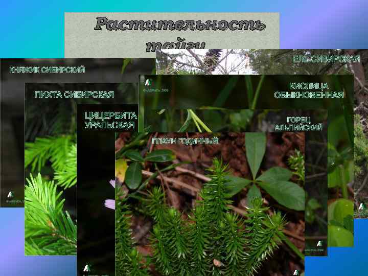 Растительность тайги 