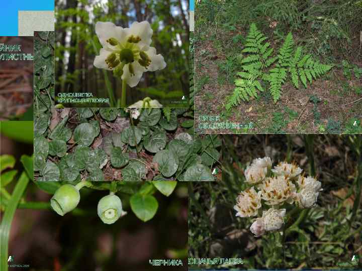 Растительность сосновых лесов 