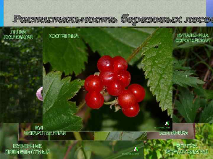 Растительность березовых лесов 