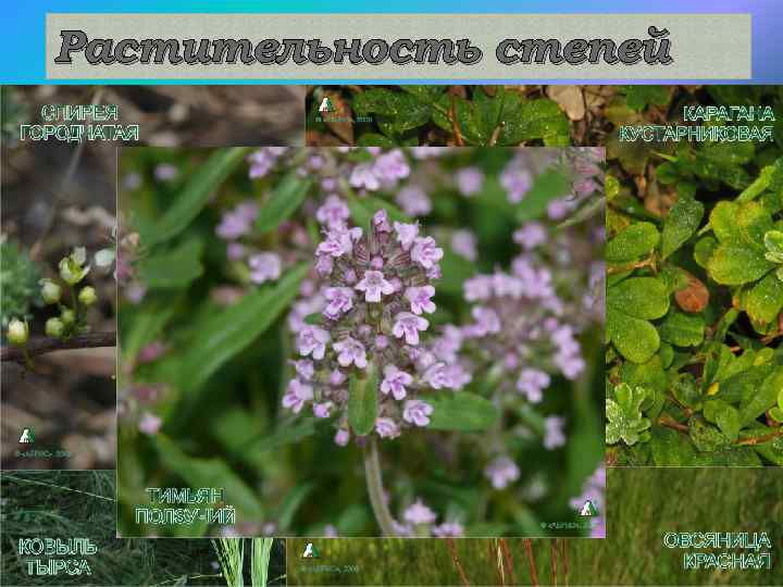 Растительность степей 