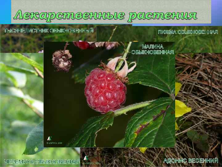 Лекарственные растения Во флоре области около 150 видов лекарственных растений широко используемых в официальной