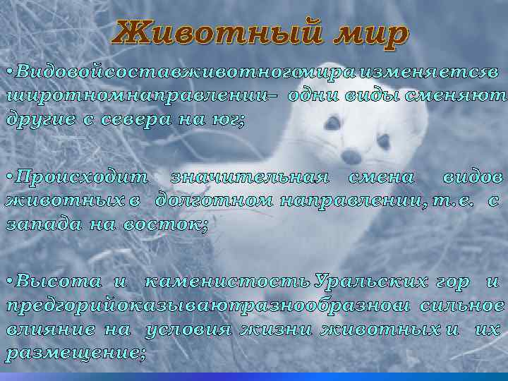 Животный мир • Видовой составживотногомира изменяется в широтном направлении– одни виды сменяют другие с