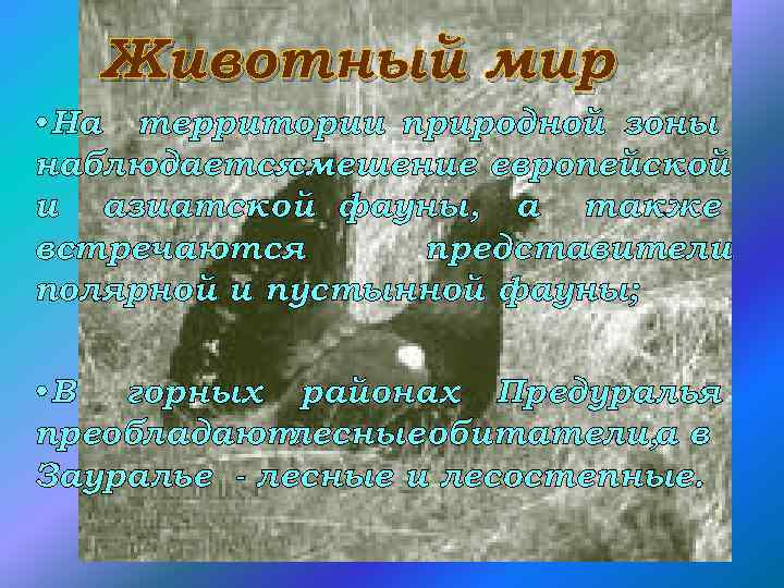 Животный мир • На территории природной зоны наблюдается смешение европейской и азиатской фауны, а