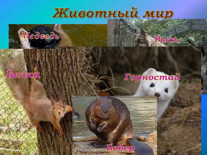 Животный мир Медведь Белка Рысь Горностай Бобер 