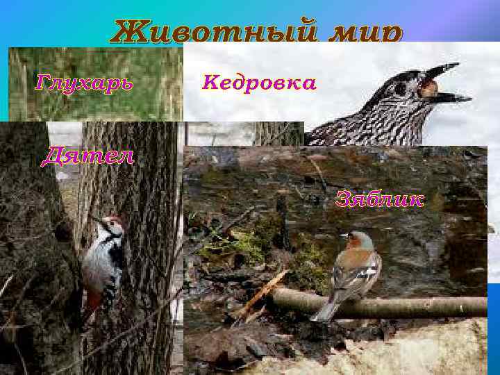 Животный мир Глухарь Кедровка Дятел Зяблик 