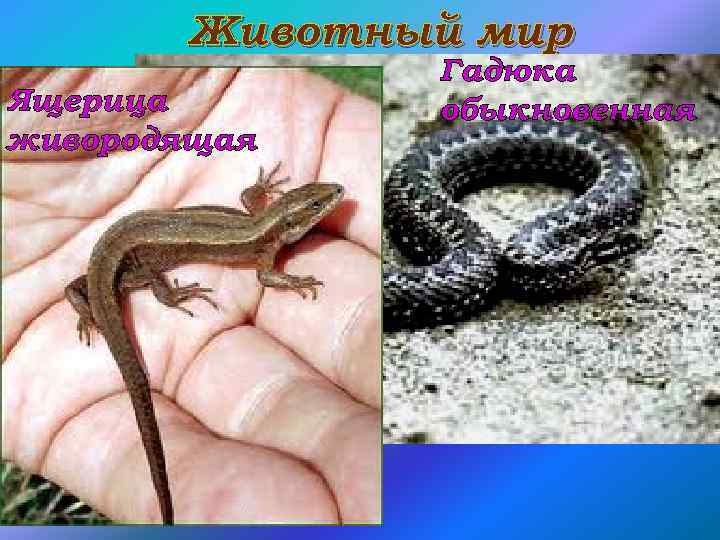 Животный мир Ящерица живородящая Гадюка обыкновенная 