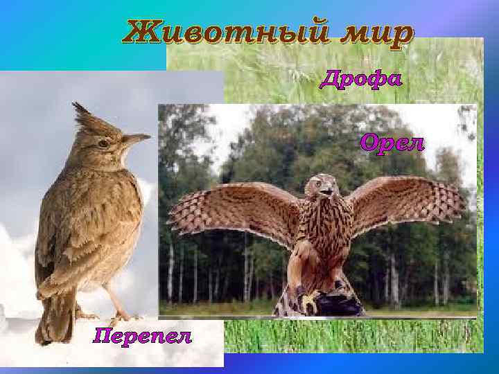 Животный мир Дрофа Орел Перепел 