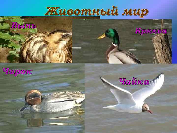Животный мир Выпь Чирок Кряква Чайка 