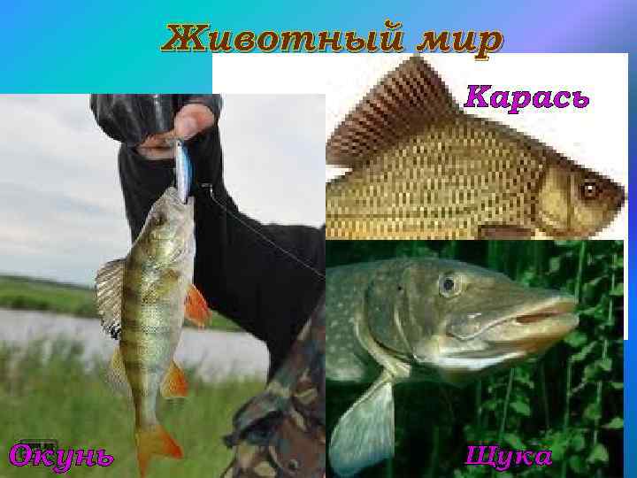 Животный мир Карась Окунь Щука 