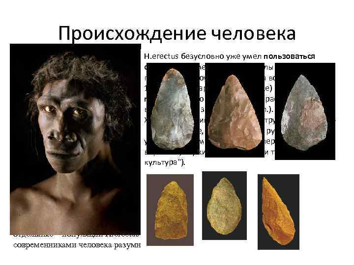 Происхождение человека Похожие остатки (до 300 индивидуумов) были обнаружены в пещере Чжоукоудянь H. erectus