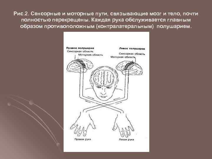 Рис. 2. Сенсорные и моторные пути, связывающие мозг и тело, почти полностью перекрещены. Каждая