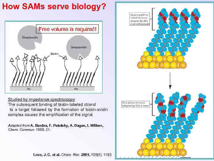 How SAMs serve biology? Free volume is required! Studied by impedance spectroscopy The subsequent