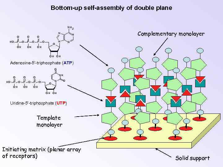 Bottom-up self-assembly of double plane NH N O HO P O O OH P