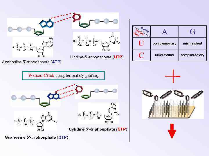 pu rin py e din rimi e Uridine-5’-triphosphate (UTP) Adenosine-5’-triphosphate (ATP) Watson-Crick complementary pairing