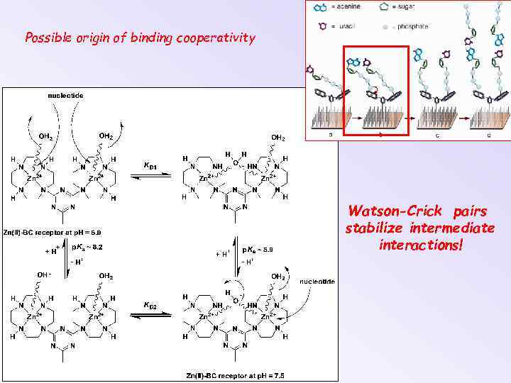 Possible origin of binding cooperativity Watson-Crick pairs stabilize intermediate interactions! 
