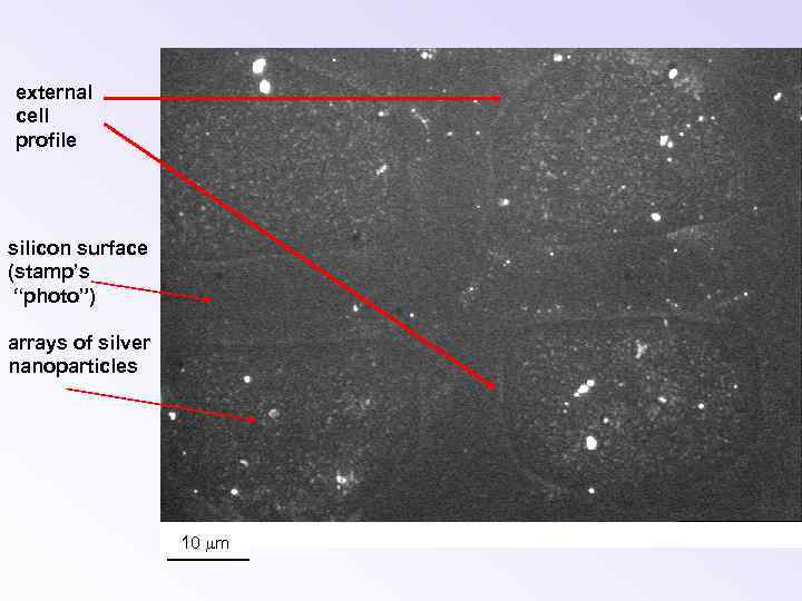 external cell profile silicon surface (stamp’s “photo”) arrays of silver nanoparticles 10 mm 