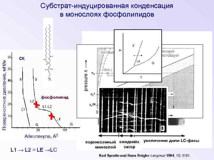 Cубстрат-индуцированная конденсация в монослоях фосфолипидов ЛТК Поверхностное давление, м. Н/м субстрат объектив плавающий монослой