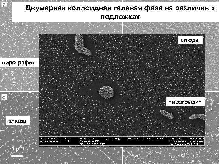 Двумерная коллоидная гелевая фаза на различных подложках слюда пирографит слюда 1 m 