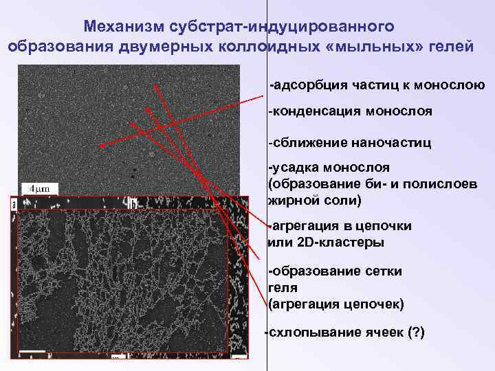 Механизм субстрат-индуцированного образования двумерных коллоидных «мыльных» гелей -адсорбция частиц к монослою -конденсация монослоя -сближение