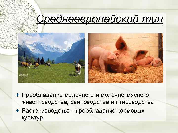 Окр мир животноводство тест